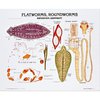 Denoyer-Geppert Charts/Posters, Flatworms/Roundworms Chart Mounted 1883-10